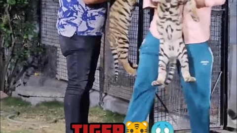 Tiger #viral #shorts