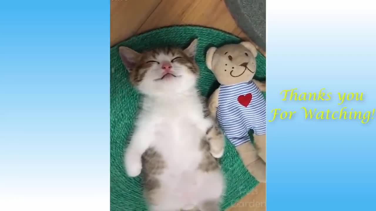 Would you pamper those little kittens?