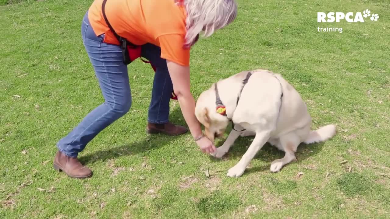 How to teach your dog to sit and drop , dog training basics