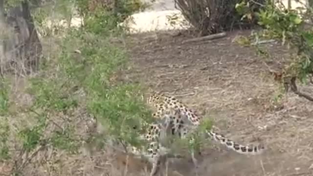 one animal kills another animal