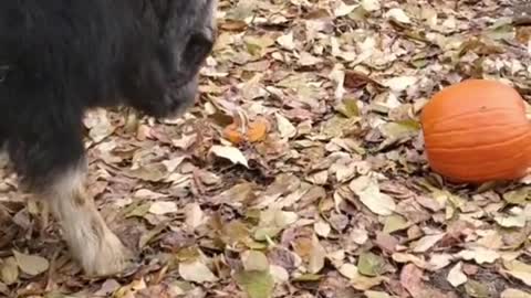 Two newborn calves are playing games happily