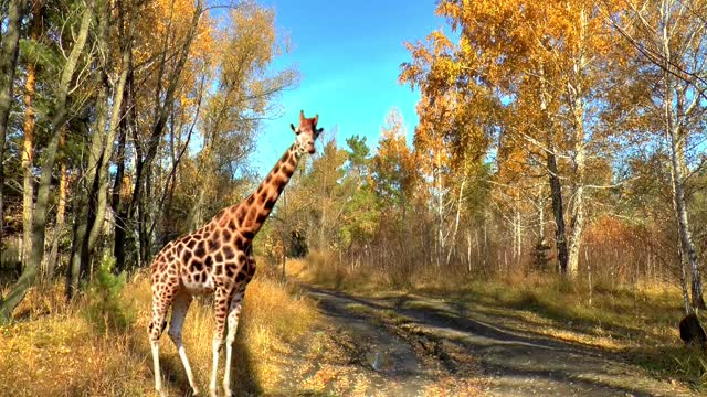 Long Neck Giraffe Got Lost In Forest