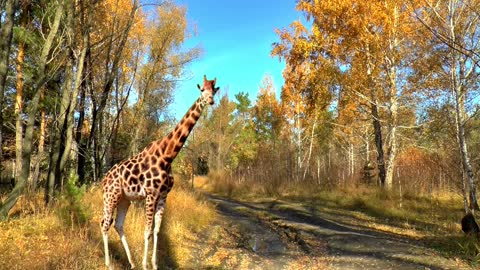 Long Neck Giraffe Got Lost In Forest