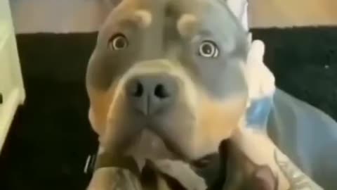 Dog video