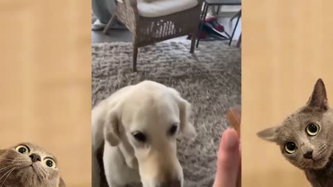 The cuties dog and cat doing tricks