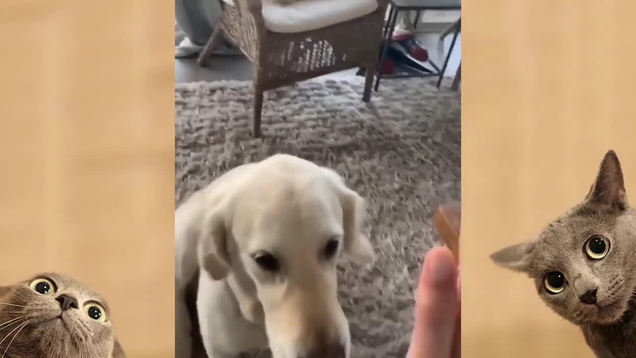 The cuties dog and cat doing tricks