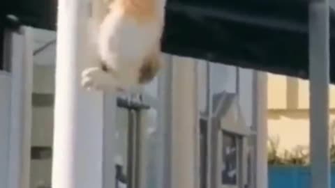 Funny Videos