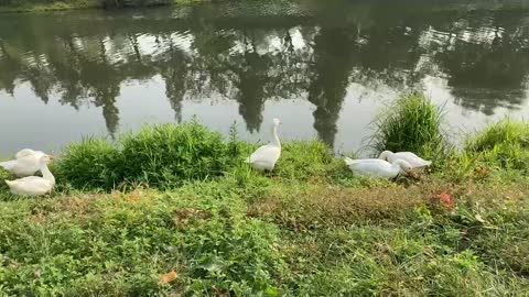 geese in the park