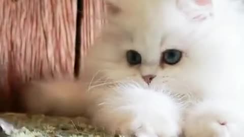 Lovely and Cute Cat Videos