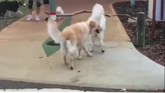 Cute funny dogs geting their stick...