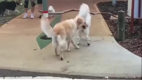 Cute funny dogs geting their stick...