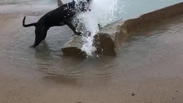 Cute Dog by the Sea