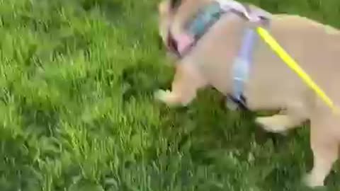 Baby Dogs - Cute and Funny Dog Videos, goes crazy