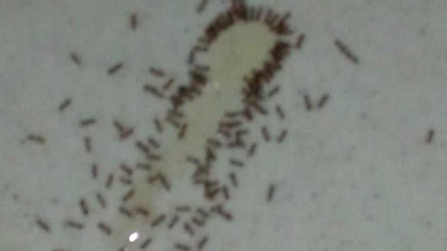 Strange Ants Formation