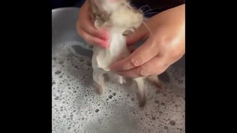 Sweet Kitten Get A Bath