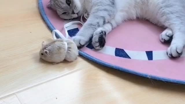 cute playful kitten