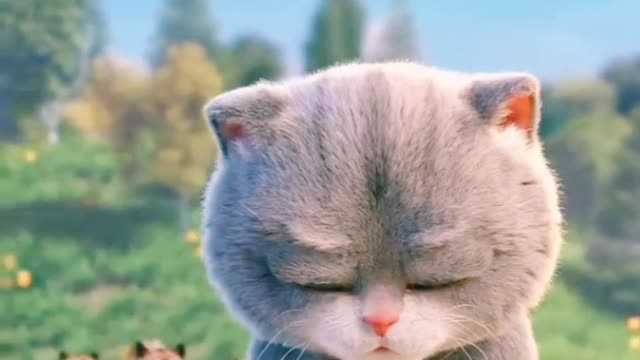 Cute and Funny Cat Short training videos little Cat