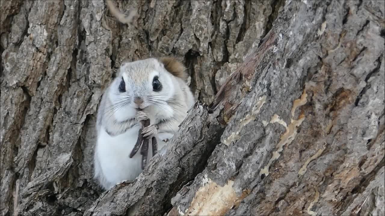 Siberian flying squirrel ・2019 spring in Japan