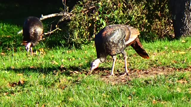 Wild Turkeys