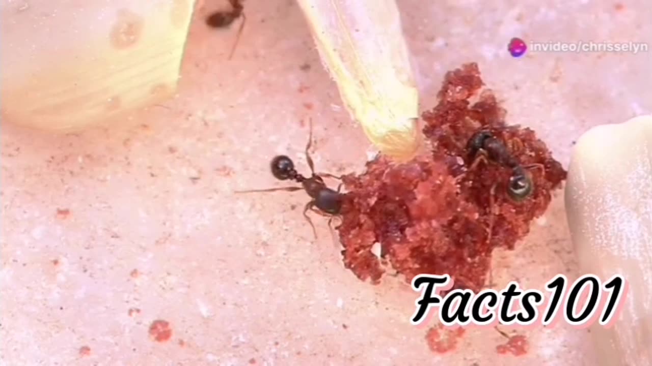 Facts about ants