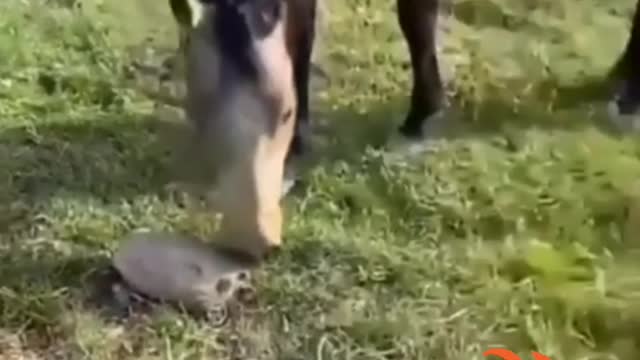 Horse x turtle and dog?