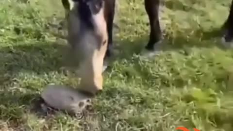 Horse x turtle and dog?