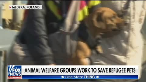 Dogs Of War - Saving Ukraine Refugee Pets