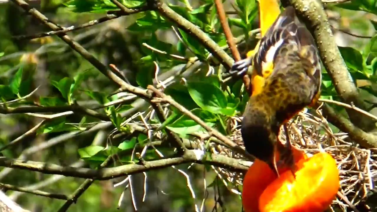 Orioles