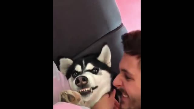 Funny and Cute Husky Puppies Compilation Try Not To Laugh!!!