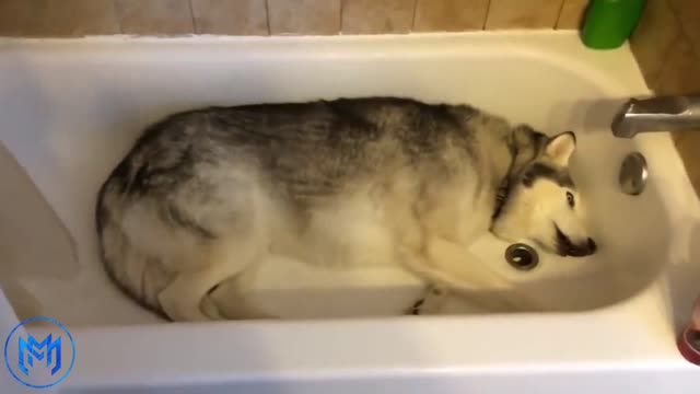 Stubborn Husky throws hilarious temper tantrum