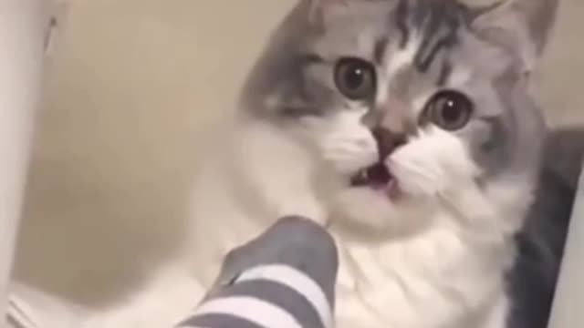 watch this cat act