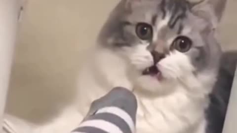 watch this cat act