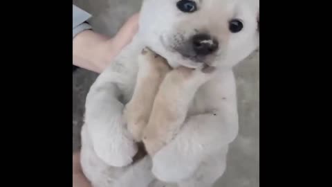 dog funny moment emotional