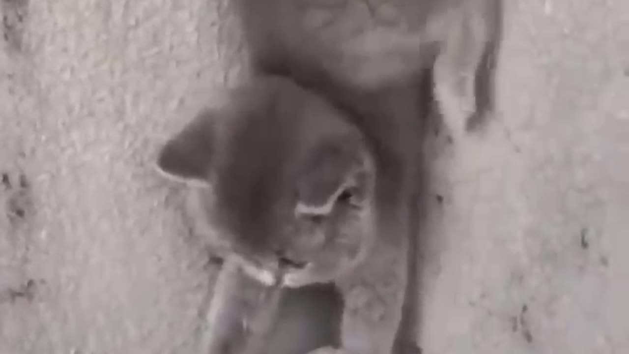 The cat is trying to escape from the phone😂