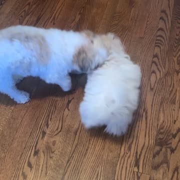 Teddy Bear Dog Play