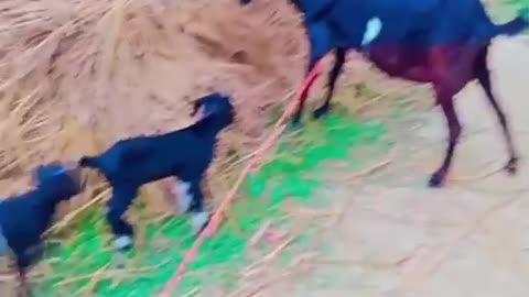 Goat 🐐 and baby 🐥 #enjoy #goat # baby #funnyanimalvideos