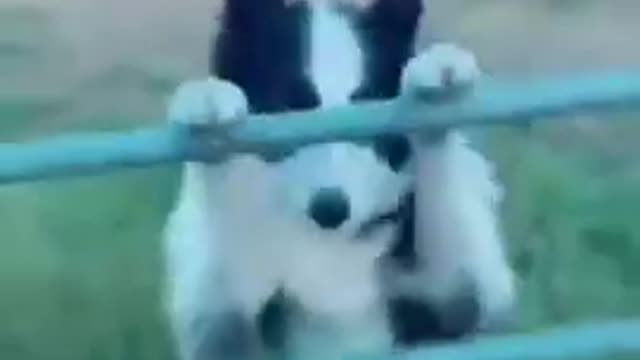 omg funny and very cute dog movements