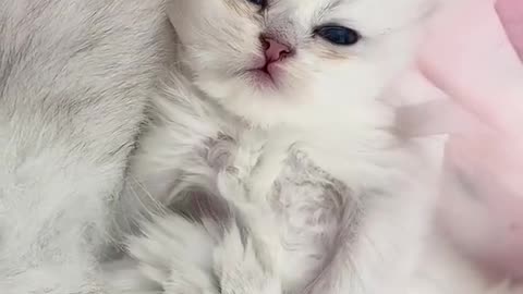 Aww cute baby cat 😺 video funny 🤣