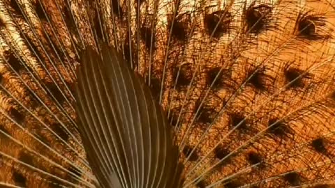 Beautiful Peacock