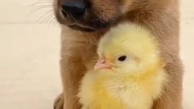 Look how dog take care little cute chick.