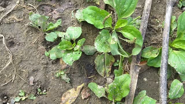 Plantain plant