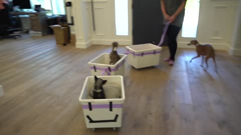 My Made A Train For My Dogs