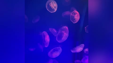 Fascinating video about jellyfish