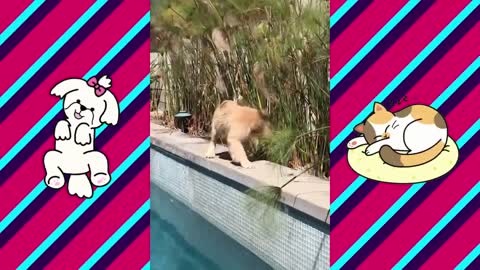 🐶🤣 _ Dog Lovers _ Funny Pet Videos _ SHORT & FUNNY Videos