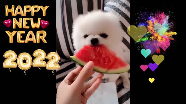 Cute puppy 🐶 eating watermelon 🍉