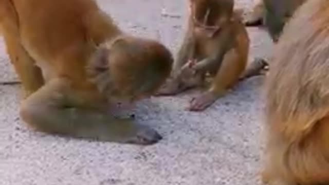 Ultimate Baby Dogs - Cute and Funny Dog Videos Compilation.