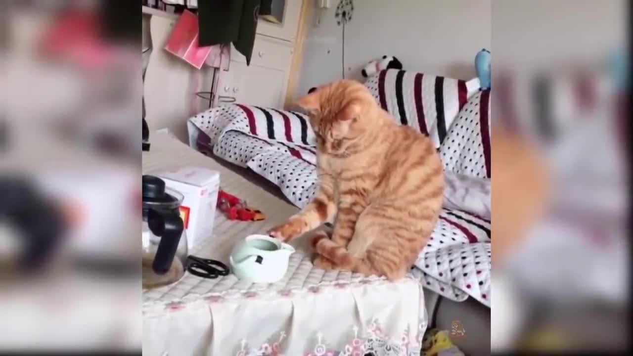 Funny cats having fun in 2021
