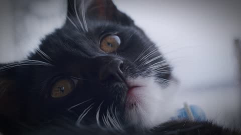 Cute innocent cat mysterious eyes