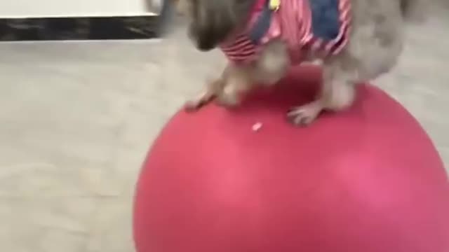 Amazing Gymnast Puppy