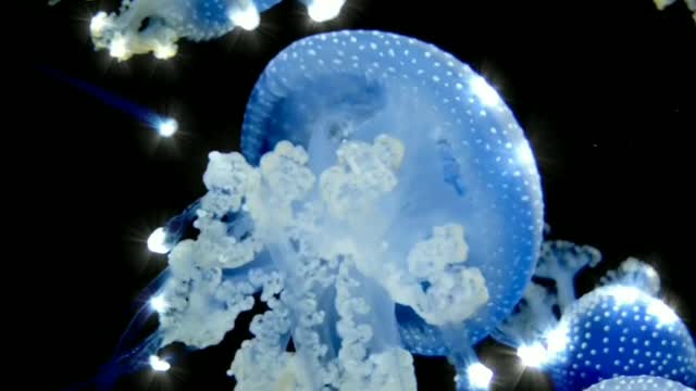 Deep Blue sea jelly fish